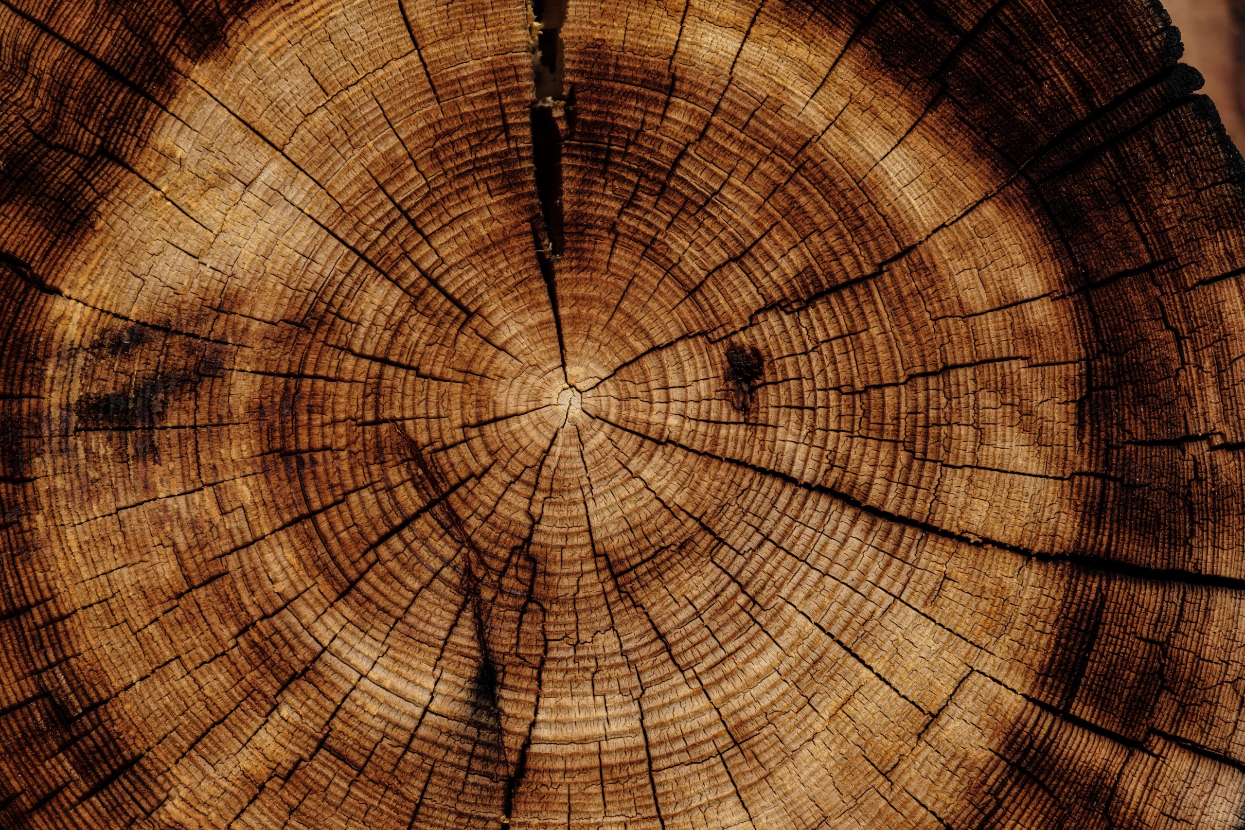 Impacto ambiental de la madera